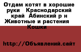 Отдам котят в хорошие руки - Краснодарский край, Абинский р-н Животные и растения » Кошки   
